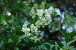 Privet